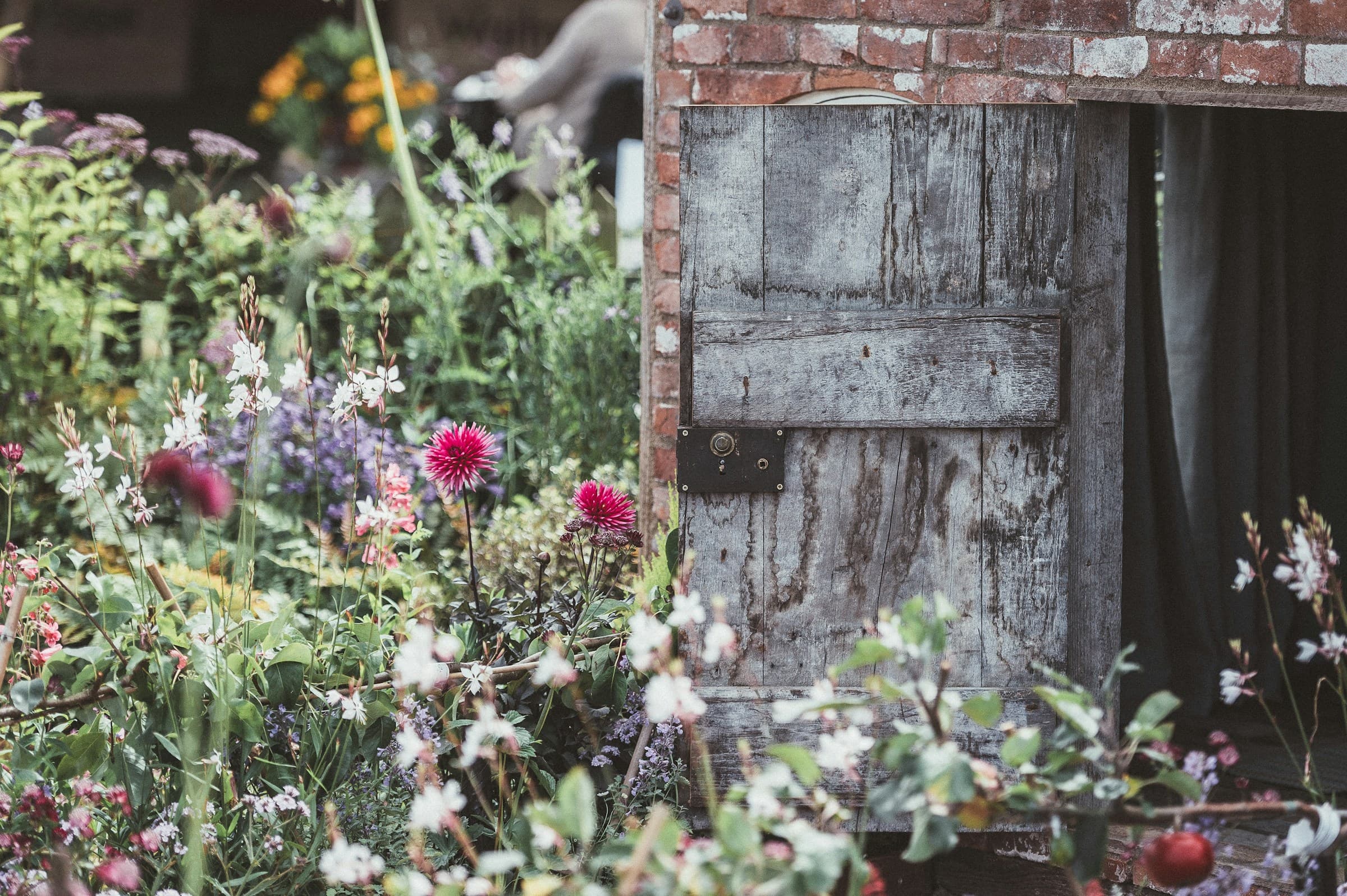 Red flowers blooming beside the grey wooden door of an English cottage
