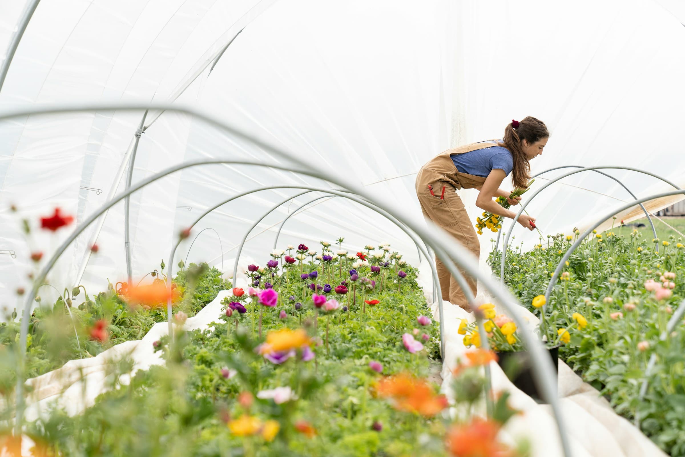 A flower farmer harvesting ranunculus in a polytunnel