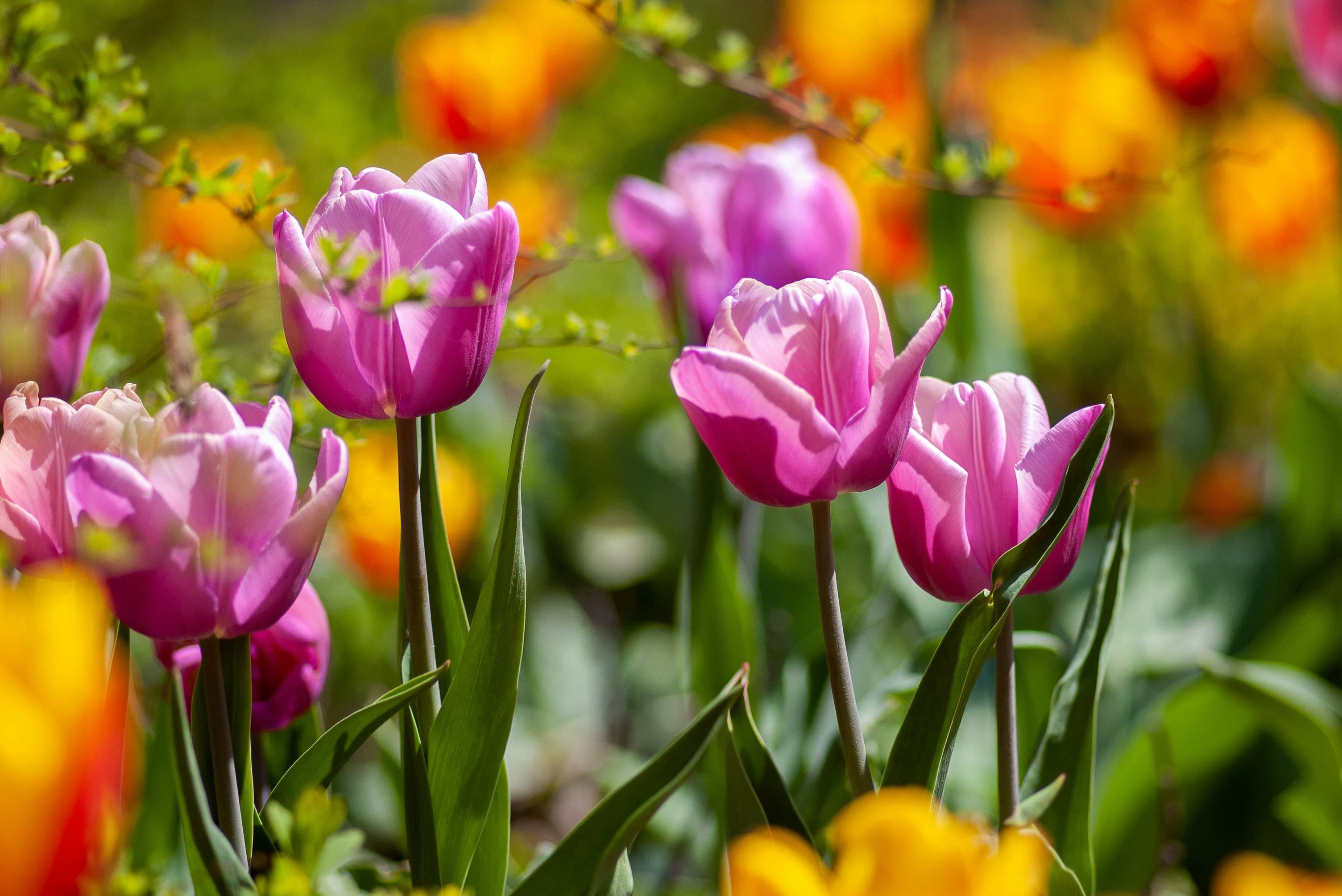 Pink tulips in full bloom in a spring garden