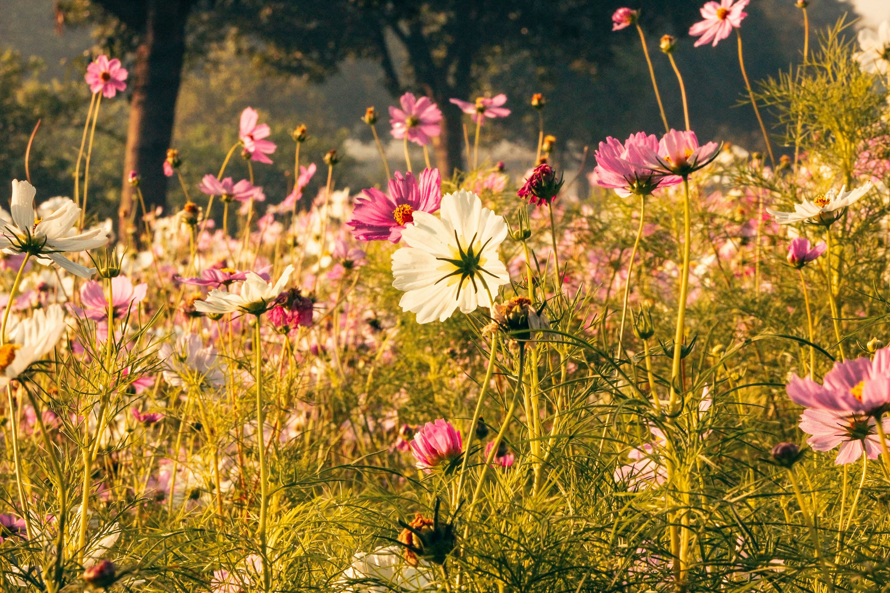 A meadow of pink and white cosmos in soft morning light