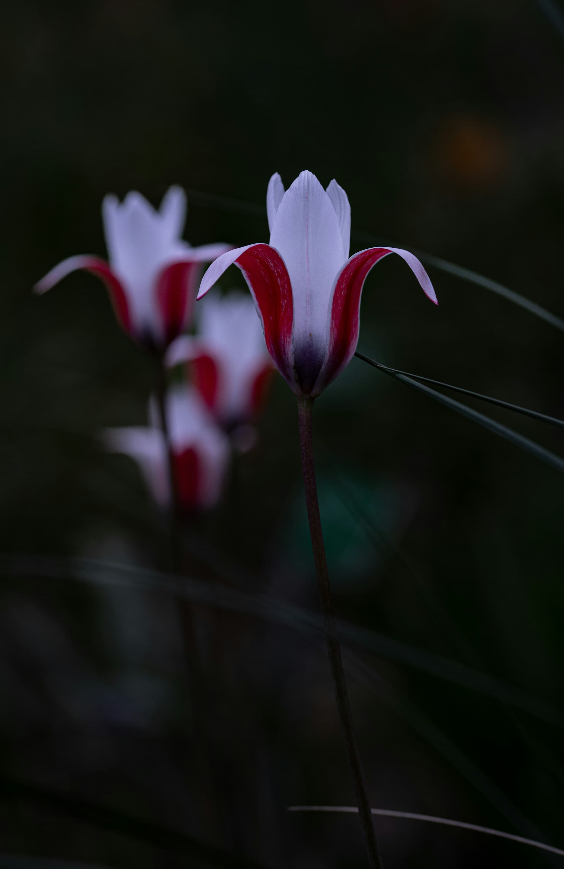 Close-up of pink tulips in early morning light