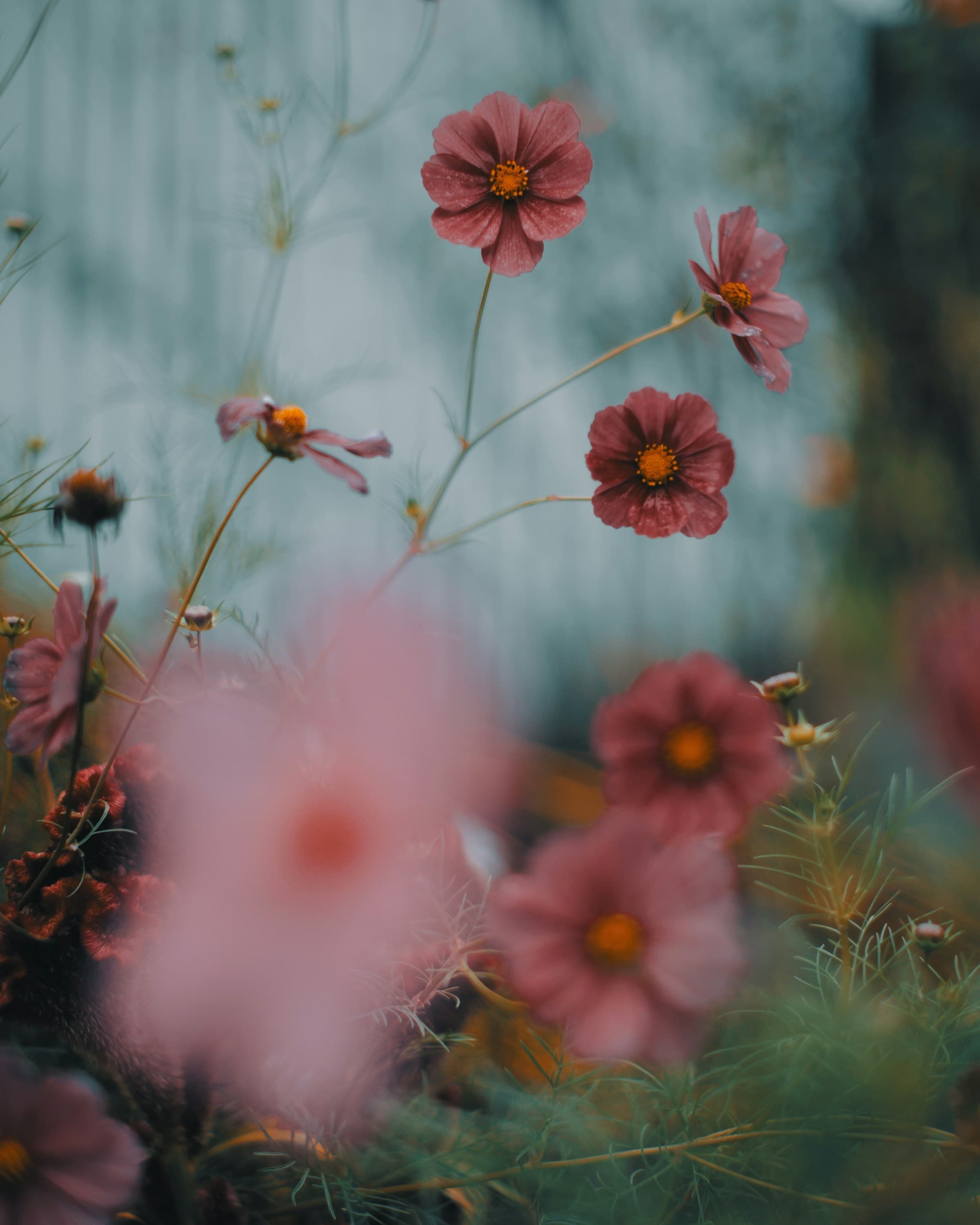 A spray of cosmos blooms ready for arranging